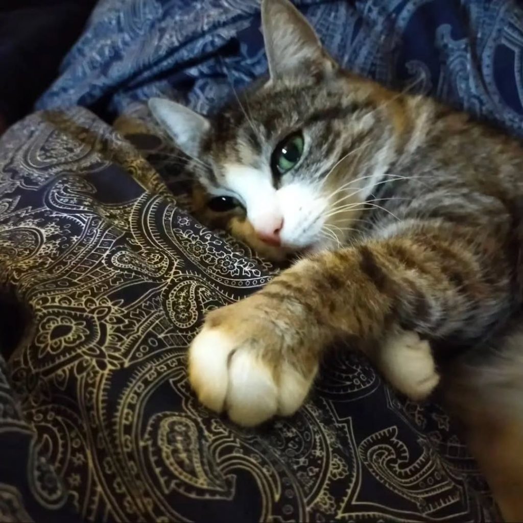 454414078_1229859871531360_3284301850046125247_n-1024x1024 đŸ Luna â Unsere galaktische Schnurronautin