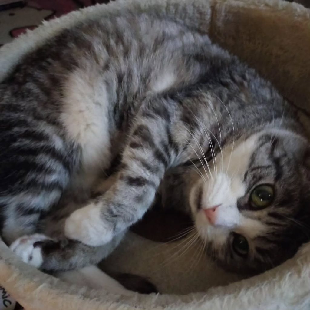 454656854_772480728171805_3225728360071891358_n-2-1024x1024 đŸ Luna â Unsere galaktische Schnurronautin