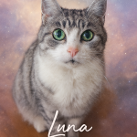 Luna Senior Katze, Katze mit Futtermittelallergie