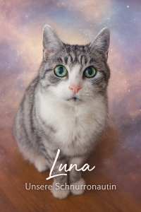 Luna Senior Katze, Katze mit Futtermittelallergie