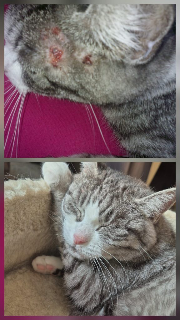 WhatsApp-Bild-2025-07-03-um-15.17.41_ee655584-576x1024 ⚠️ Futtermittelallergie bei Katzen stoppen – 7 wirksame Tipps & Futterliste 🐈